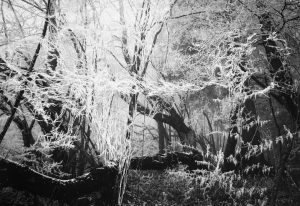 Liliana Gassiot galerie odile vevey